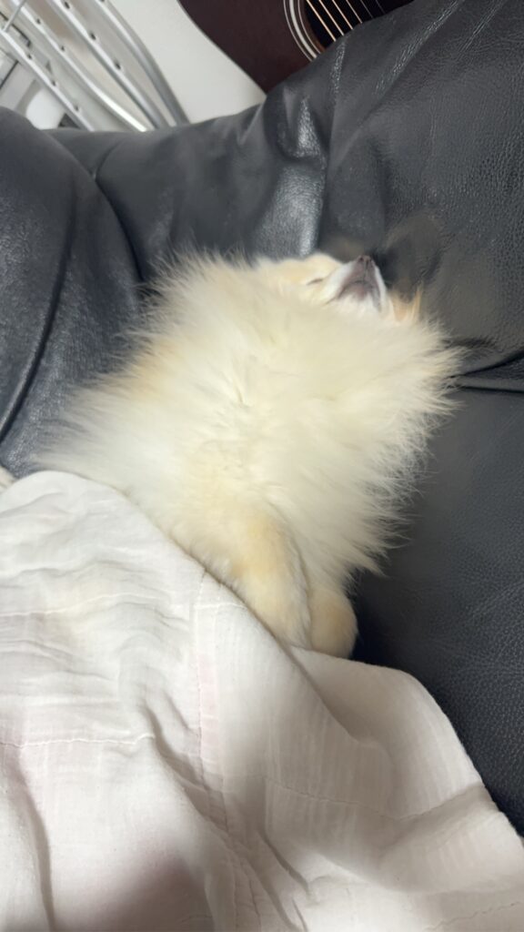 グループホームPeace出戸 こめちゃん